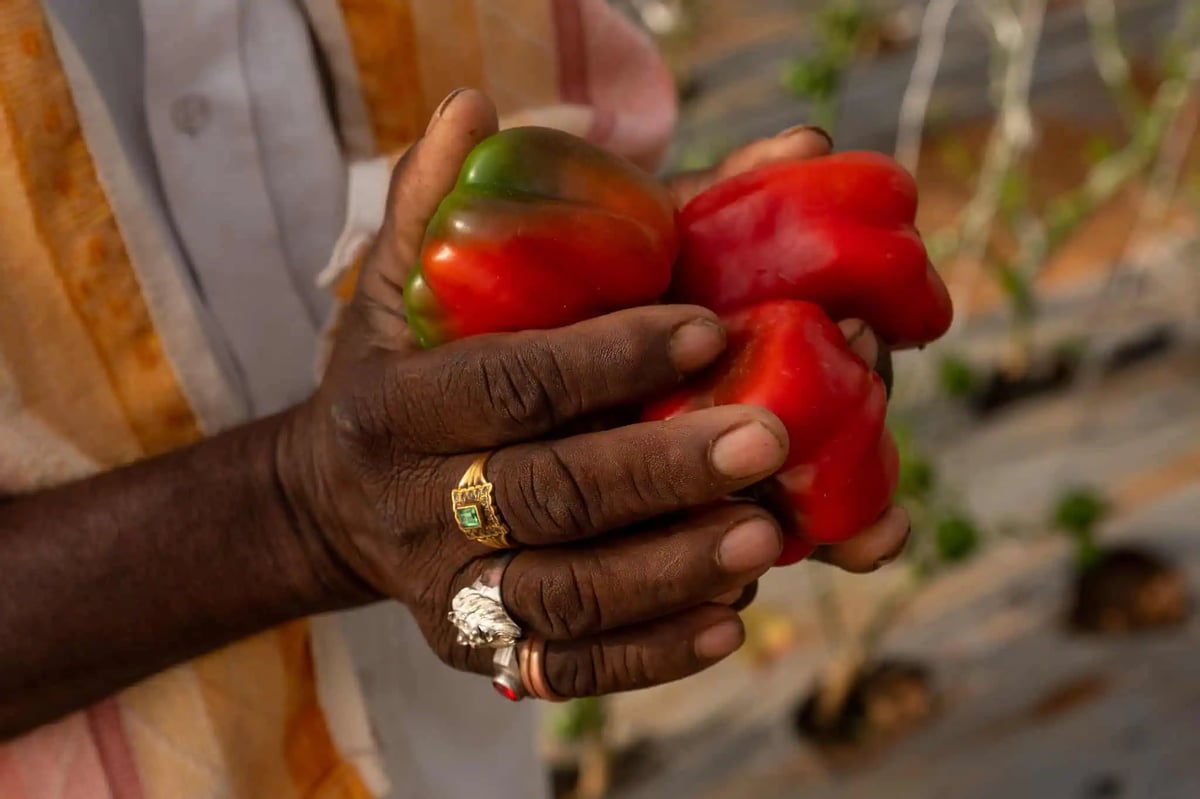 Man holds freshly picked peppers