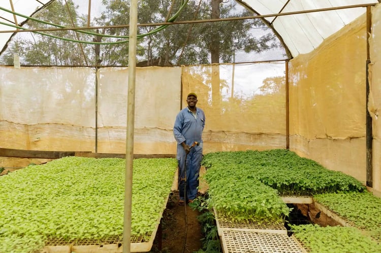Man waters plants in greenhouse Man waters plants in greenhouse