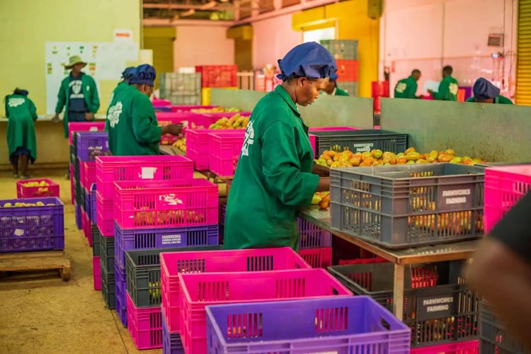 Worker inspects fruits in processing center Worker inspects fruits in processing center
