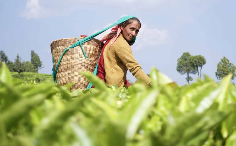 Farmer picks tea leaves in filed Farmer picks tea leaves in filed