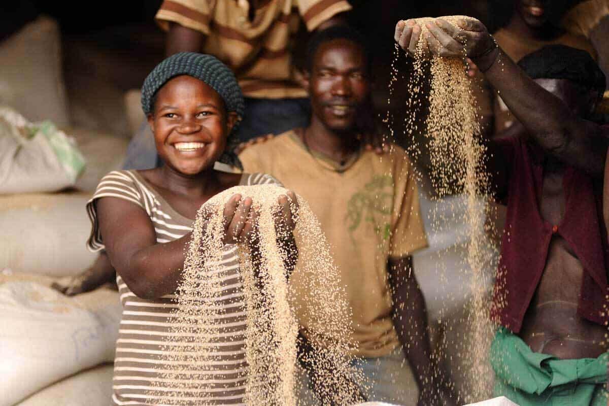 Gulu Agricultural Development Company, East Africa / Photo by: Todd Shapera